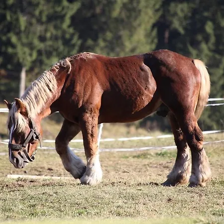 ľadová Casa de hóspedes