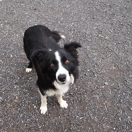 ľadová Casa de hóspedes